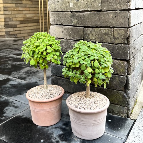 동그리 토피어리 향기로운 다육이 장미허브 - 이태리 토분 2color