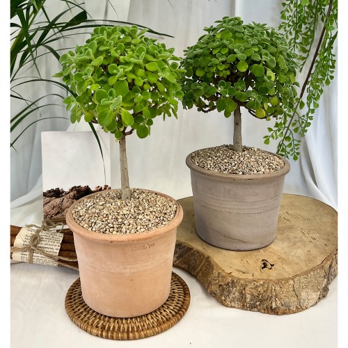 동그리 토피어리 향기로운 다육이 장미허브 - 이태리 토분 2color