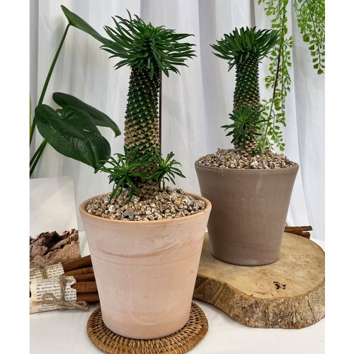 [화분포함 완제품]귀여운 파인애플 수형 다육이 중형 괴마옥 - 이태리 토분 2color