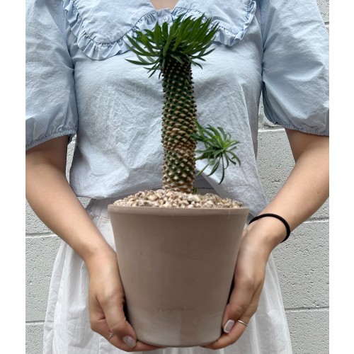 [화분포함 완제품]귀여운 파인애플 수형 다육이 중형 괴마옥 - 이태리 토분 2color