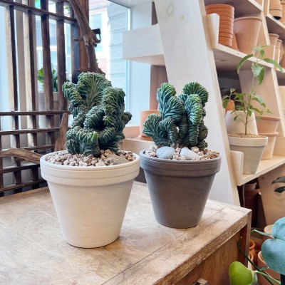 소장가치 있는 엘리트 용신목 철화 선인장 - 독일토분L 2color