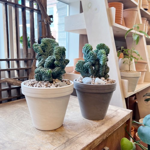 소장가치 있는 엘리트 용신목 철화 선인장 - 독일토분L 2color