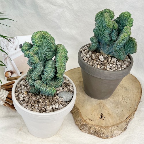 소장가치 있는 엘리트 용신목 철화 선인장 - 독일토분L 2color