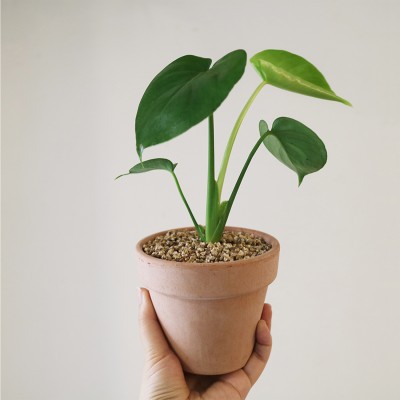 키우기쉬운 공기정화 반려식물 미니 몬스테라 - 세라믹,토분 2type