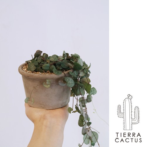 하트가 주렁주렁 달려있는 러브체인 - 토분 2color