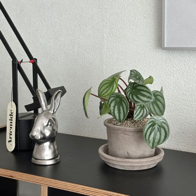 귀여운 공기정화식물 미니수박 수박페페 - 토분,세라믹 2type