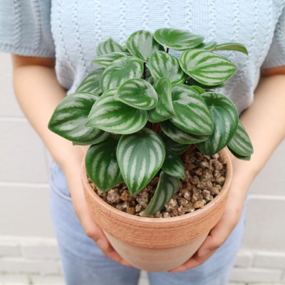 귀여운 공기정화식물 미니수박 수박페페L - 토분 2color