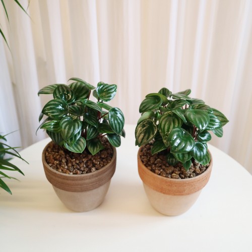 귀여운 공기정화식물 미니수박 수박페페L - 토분 2color