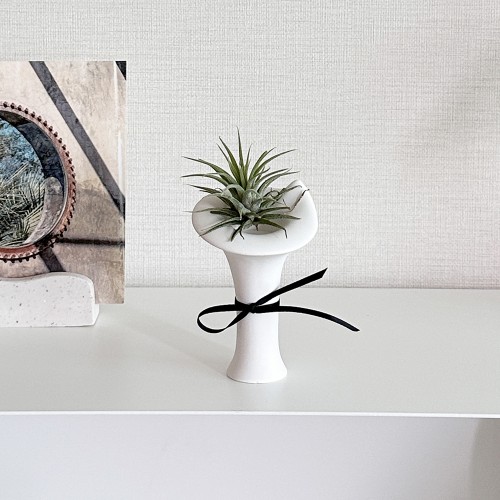 공기정화식물 이오난사 틸란드시아 미니 오브제 제스모나이트 인테리어소품