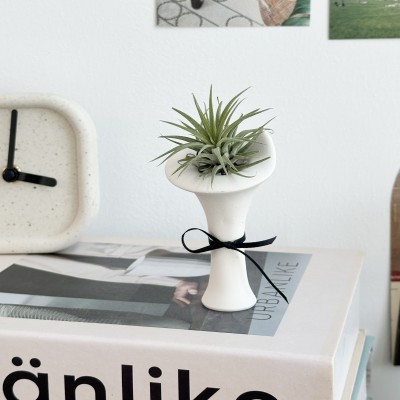 공기정화식물 이오난사 틸란드시아 미니 오브제 제스모나이트 인테리어소품