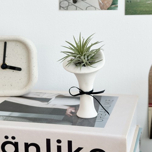 공기정화식물 이오난사 틸란드시아 미니 오브제 제스모나이트 인테리어소품