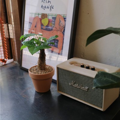 공기정화 식물 1위 미니 파키라 - 이태리토분 2color