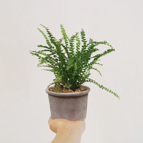 동글동글 귀여운 잎을 가진 공기정화 식물 더피 고사리 - 토분