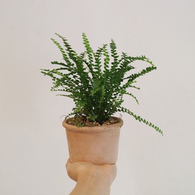 동글동글 귀여운 잎을 가진 공기정화 식물 더피 고사리 - 토분