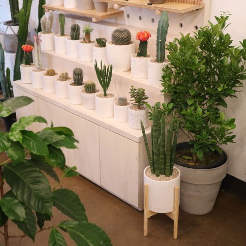 [화분포함 완제품]공기정화 1위 스투키 중품 - 세라믹M 화분 2color