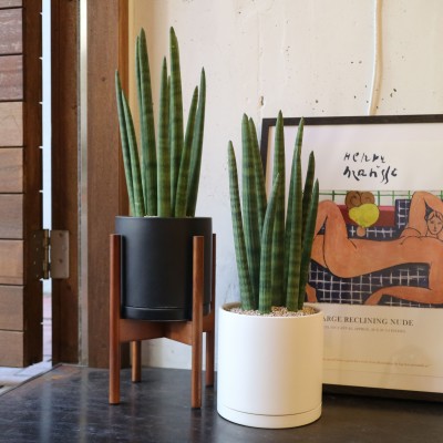 [화분포함 완제품]공기정화 1위 스투키 중품 - 세라믹M 화분 2color