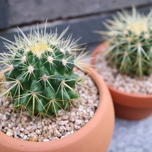 금전운을 불러오는 금호 선인장 - 토분 2type