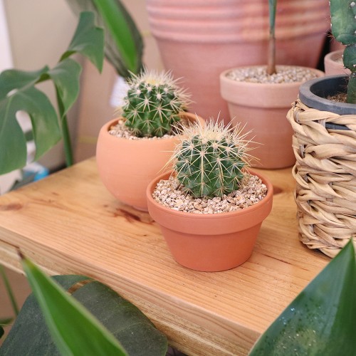 금전운을 불러오는 금호 선인장 - 토분 2type