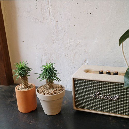 이달의식물_파인애플 다육이 괴마옥  - 토분 2color