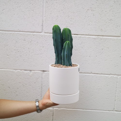 통통 멕시코 용신목 군생 선인장L - 화분2type