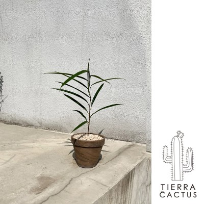 하늘하늘한 감성화분 긴잎 알리 고무나무 - 쵸코 마블토분M(받침불포함)