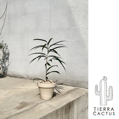 하늘하늘한 감성화분 긴잎 알리 고무나무 - 쵸코 마블토분M(받침불포함)