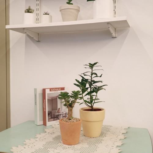 미니 나무같은 푸르른 녹비단 - 화분 4types