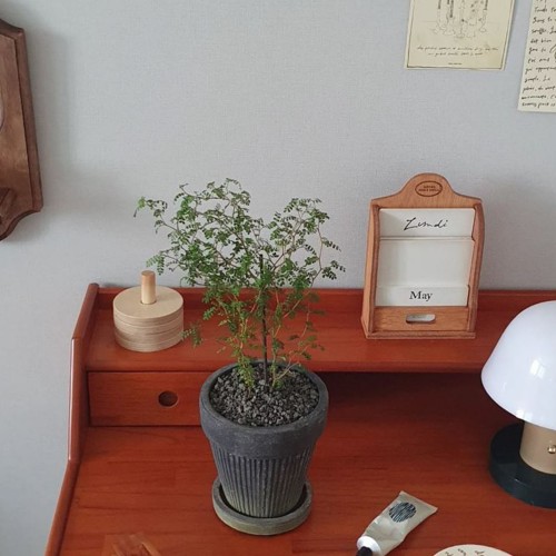 분위기 있는 마오리 소포라 - 빈티지 토분 2type