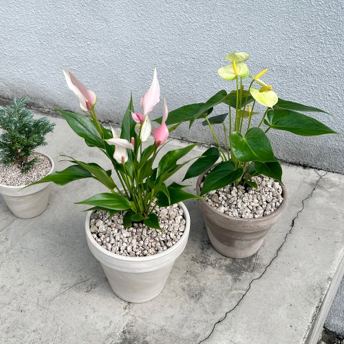 꽃이 오래가는 나의 안시리움 5종 시에라오렌지 퍼플 바닐라 릴리핑크 카라퍼플 - 토분,세라믹 3type