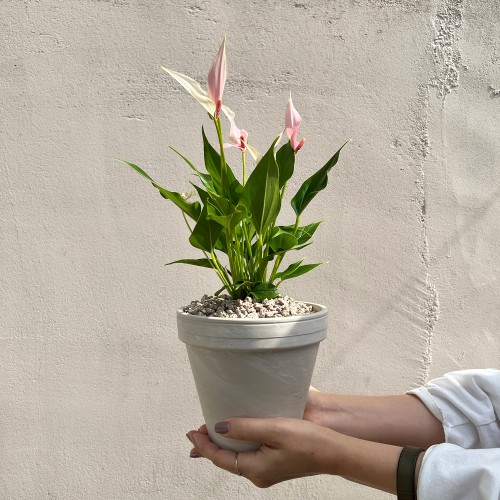 꽃이 오래가는 나의 안시리움 5종 시에라오렌지 퍼플 바닐라 릴리핑크 카라퍼플 - 토분,세라믹 3type