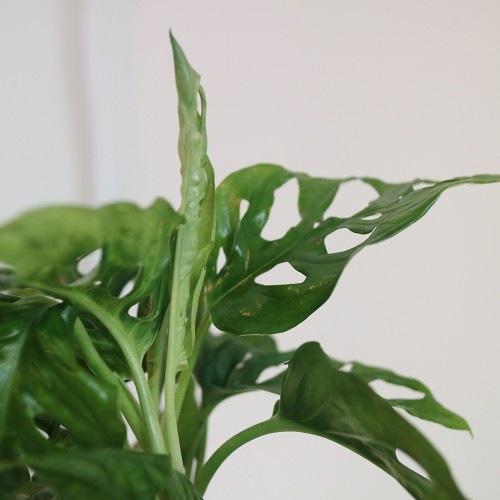 공기정화 몬스테라 오블리쿠아 - 토분 2color