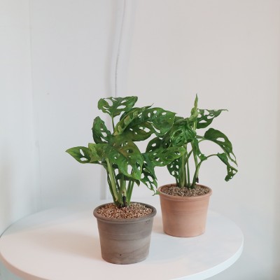 공기정화 몬스테라 오블리쿠아 - 토분 2color