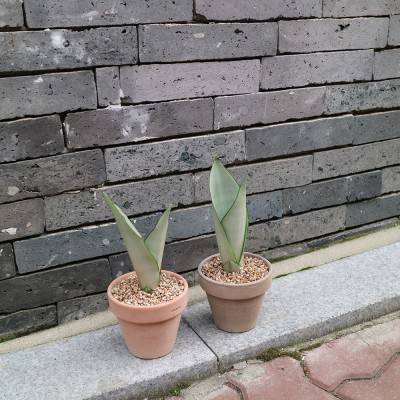 이태리 토분에 담긴 공기정화식물 산세베리아 문샤인 - 토분 3color