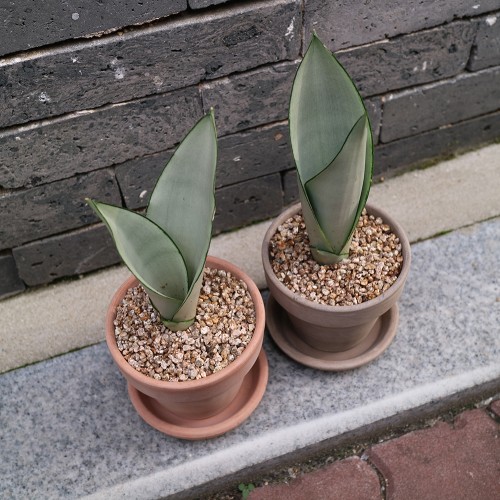 이태리 토분에 담긴 공기정화식물 산세베리아 문샤인 - 토분 3color