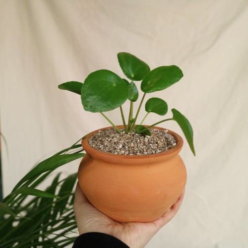 귀요미 공기정화식물 필레아페페S - 토분 2type