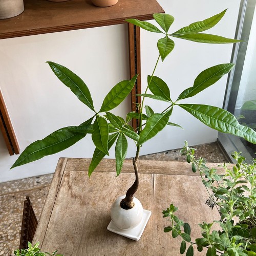 공기정화 식물 1위 미니 단지 알파키라 - 세라믹