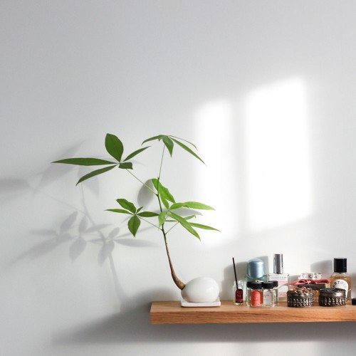 공기정화 식물 1위 미니 단지 알파키라 - 세라믹