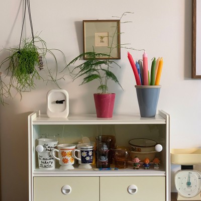 아스파라거스 나누스 인테리어식물 알록달록 컬러플분XS