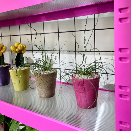 준쿠스 꼬불이 스프링 골풀 알록달록 컬러플분XS