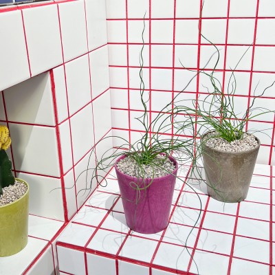 준쿠스 꼬불이 스프링 골풀 알록달록 컬러플분XS