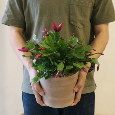 [화분포함 완제품]핑크꽃 게발 선인장 중품 - 이태리토분M 화분 2color