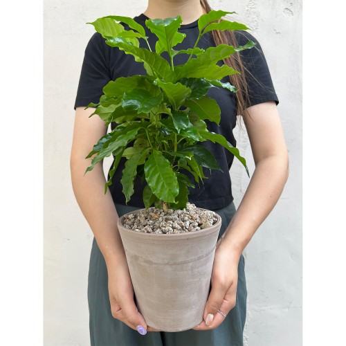 화분포함완제품 실내에서 키우기 쉬운 공기정화식물 중형 커피나무 - 화분 2 type