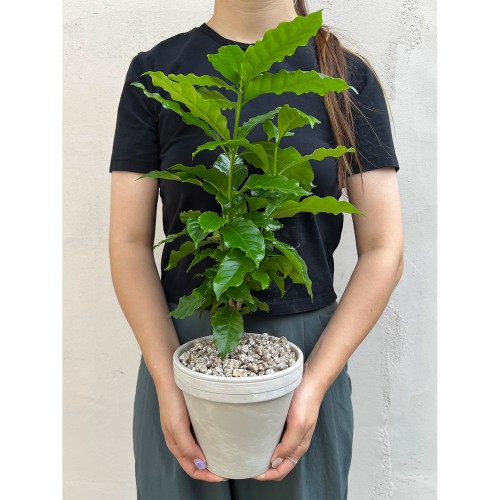화분포함완제품 실내에서 키우기 쉬운 공기정화식물 중형 커피나무 - 화분 2 type