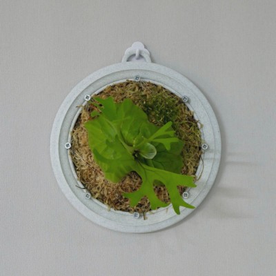 원형 박쥐란 부작판 행잉플랜트 착생판 곰팡이 안피는 플라스틱