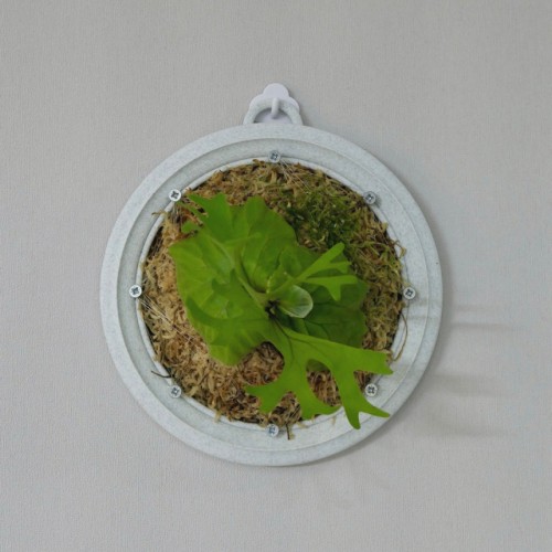 원형 박쥐란 부작판 행잉플랜트 착생판 곰팡이 안피는 플라스틱