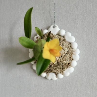 [미니 부작판] 프리미엄 부작판 소형난초 매쉬와이어 석부작 행잉식물