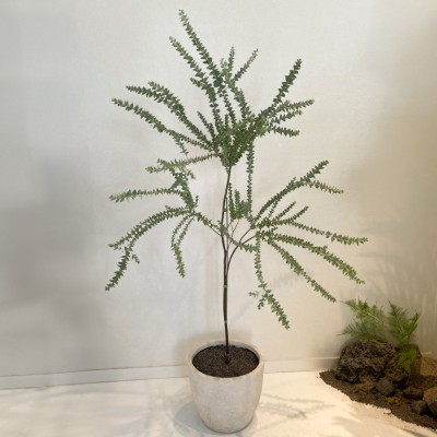 삼각잎아카시아 호주식물 꽃피는식물 중형식물 홈플랜테리어 거실인테리어 스튜디오식물 카페식물