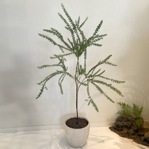 삼각잎아카시아 호주식물 꽃피는식물 중형식물 홈플랜테리어 거실인테리어 스튜디오식물 카페식물