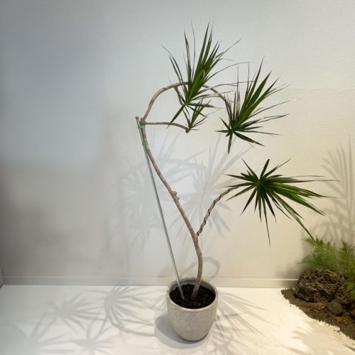 드라세나 마지나타 중형 160cm 감성식물 라인이 예쁜 거실화분 선반인테리어 인테리어화분 홈인테리어