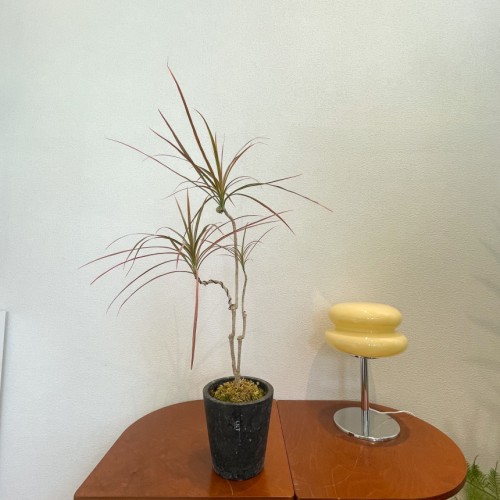 마지나타 소형 감성식물 라인이 예쁜 거실화분 선반인테리어 인테리어화분 홈인테리어